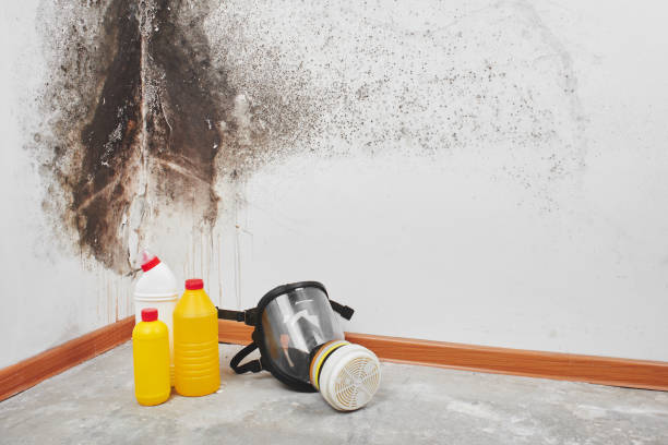 Office Mold Removal Services in Iraan, TX