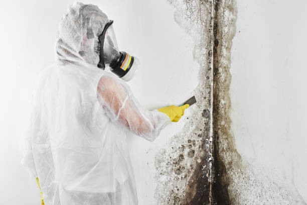Best Certified Mold Removal  in Iraan, TX
