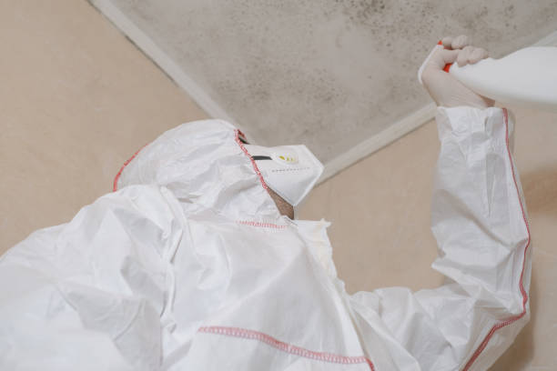 Mold Removal Process in Iraan, TX