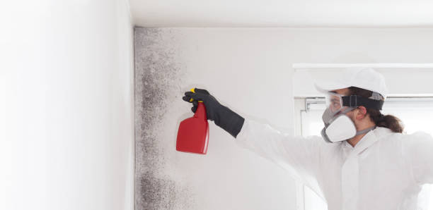 Best Toxic Mold Removal  in Iraan, TX