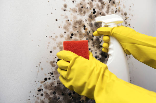 Best Mold Damage Repair  in Iraan, TX