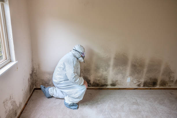 Best Mold Removal Near Me  in Iraan, TX