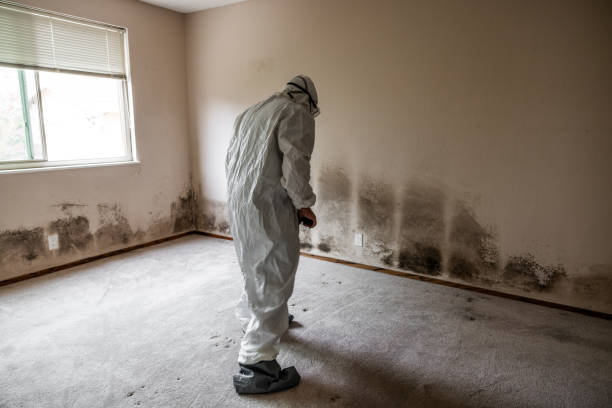 Best Mold Removal Process  in Iraan, TX