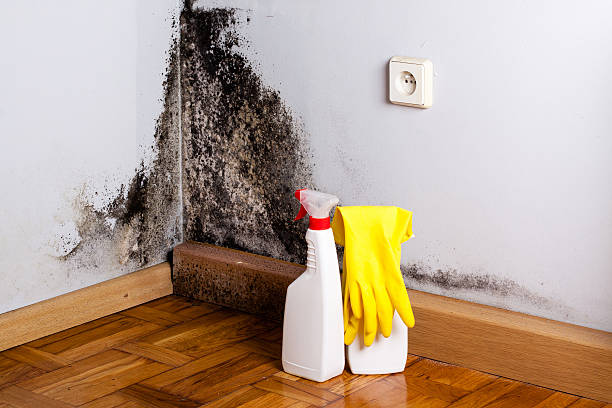 Best Crawl Space Mold Removal  in Iraan, TX