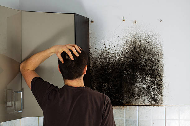 Best Local Mold Removal Service  in Iraan, TX