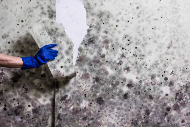 Best Mold Removal Near Me  in Iraan, TX