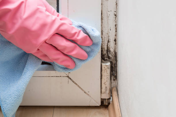 Best Commercial Mold Removal  in Iraan, TX