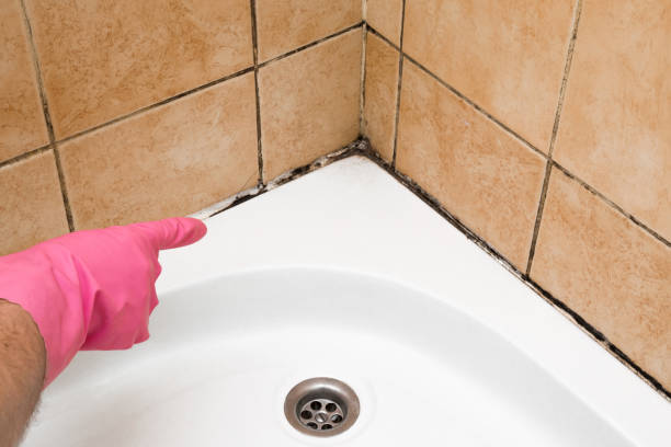 Best Best Mold Removal Companies  in Iraan, TX